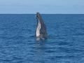 Humpback Whale spyhopping