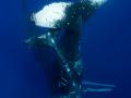 Humpback whale tales