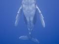 Humpback Whale Calf ascending