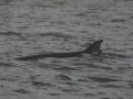 Minke whale calf