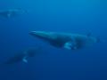 Swim with minke whales, Australia