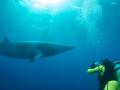 Underwater whale watching, Australia's Great Barrier Reef