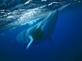 Beautiful dwarf minke whale, Australia