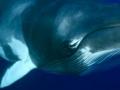 Best swim with whale experience, Australia
