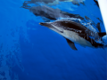 Common dolphins bowriding in front of our catamaran
