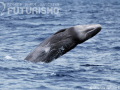 Sperm whale (juvenile) breaching