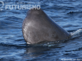 Sperm whale head - a very curious individual!