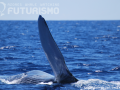 Blue whale pectoral fin