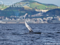 Humpback whale pectoral fin off the coast of Ponta Delgada, São Miguel