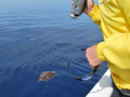 Watching a loggerhead turtle from our catamaran
