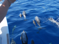 Watching dolphins from our catamaran
