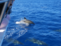 Dolphins bowriding in front of our catamaran 