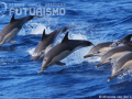 Common dolphins travelling