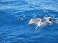  Striped Dolphin-Strait of Gibraltar