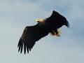 Adult white-tailed eagle in flight over the boat, photo by Ewan Miles