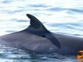Minke whale, named Kasey, one of the many whales in our photo-identification catalogue