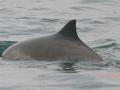 One of our resident harbour porpoise in the rain!