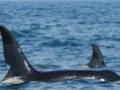 Orca 'John Coe' makes a brief visit on his journey each year with his females and young