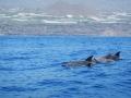 Delfines comunes en La Palma