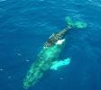 Humpback Whales - Drone View