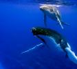 Humpback Whale and calf