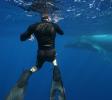 Swimmer with Humpback Whale
