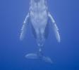 Humpback Whale Calf ascending