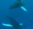 Mother humpback whale with her calf and escort