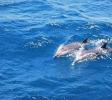  Striped Dolphin-Strait of Gibraltar