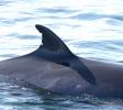 Minke whale, named Kasey, one of the many whales in our photo-identification catalogue