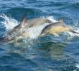 Common Dolphin and calf offshore with Ocean Ranger