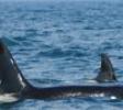 Orca 'John Coe' makes a brief visit on his journey each year with his females and young