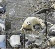 Some of the new additions to the island (Atlantic Grey Seals)