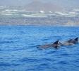 Delfines comunes en La Palma
